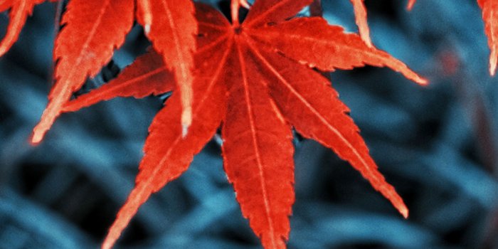 1845x3997 Fall colored autumn leaves wallpapers for iPhone