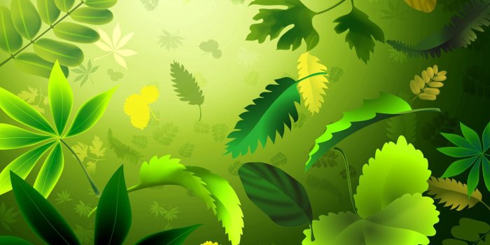 1920x1080 Green Leaves Wallpapers