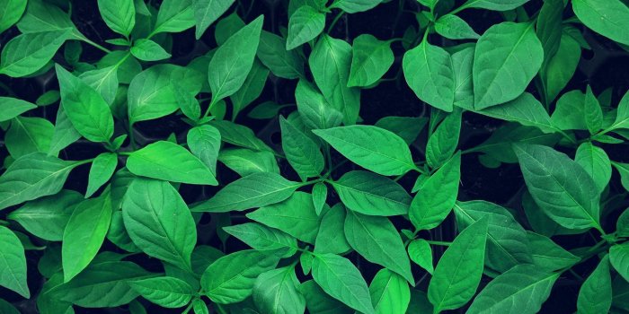1366x768 Download wallpaper 1366x768 plant, leaves, green, bright, vegetation  tablet, laptop hd background