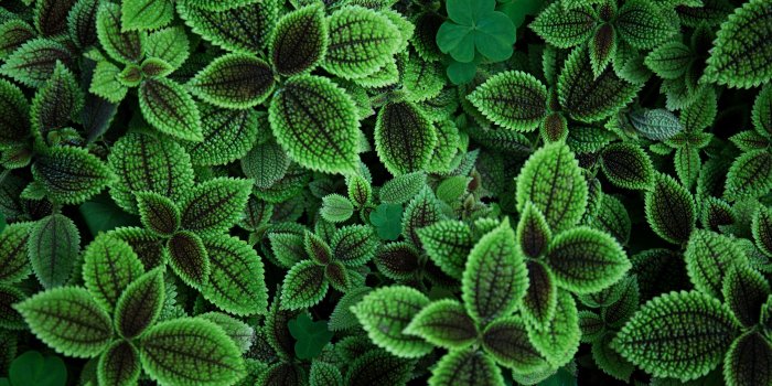 5120x2880 Green Leaves Wallpapers - Top Free Green Leaves Backgrounds -  WallpaperAccess