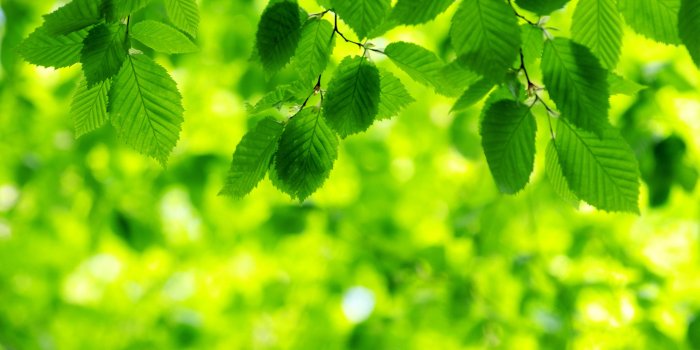 3376x2310 Best 30+ Leaves Background on HipWallpaper | Fall Leaves Wallpaper, Leaves  Wallpaper and Thanksgiving Leaves Wallpaper