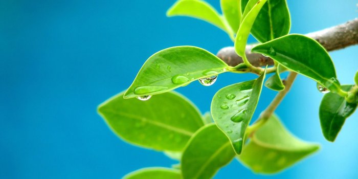 1680x1050 Beautiful Leaves Wallpaper Other Nature Wallpapers in jpg format for free  download