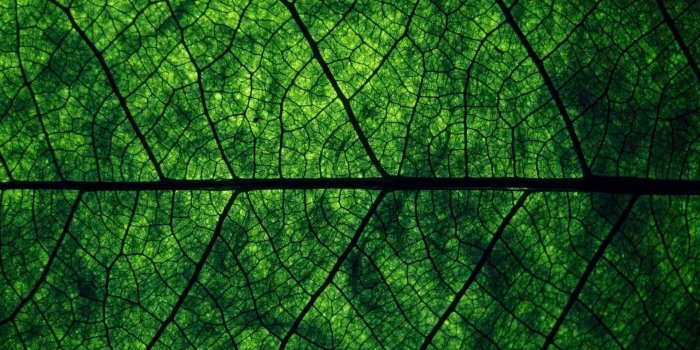 1920x1080 Leaves Macro wallpaper | 1920x1080 | #80817