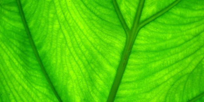 1600x1200 Best 33+ Leave Wallpaper on HipWallpaper | Leave Me Alone Wallpaper,  Festive Autumn Leave Wallpaper and Leave It to Beaver Wallpaper