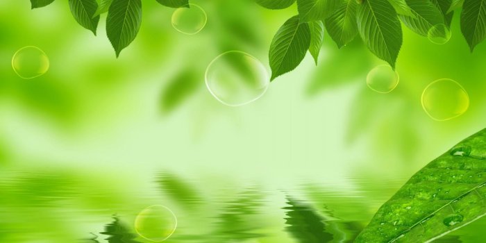 1680x1050 7771-natural-green-leaf-hd-wallpaper.jpg (1680×1050) | Leaf background,  Green leaf wallpaper, Plant wallpaper