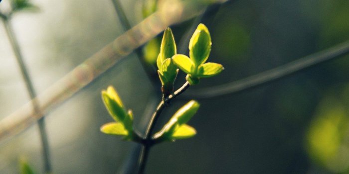 1242x2208 Spring Leave Green Nature Bokeh Tree Android wallpaper - Android HD  wallpapers