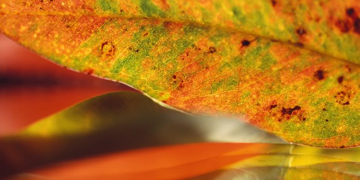 1920x1200 Beautiful Sunshine Green Leave Wallpaper Beautiful Nature 1920x1200