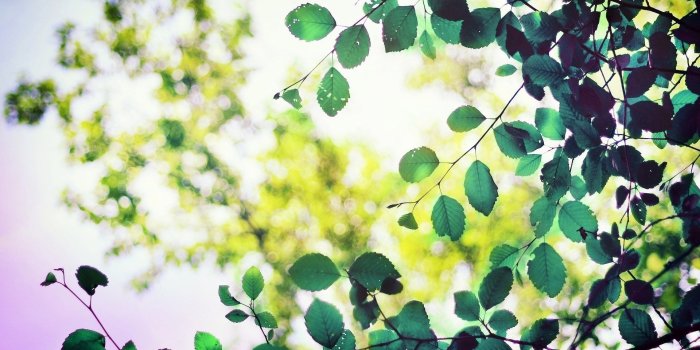 1920x1200 15 Lovely HD Leaves Wallpapers