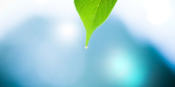 1920x1200 1366x768 Leave Macro 1366x768 Resolution HD 4k Wallpapers, Images,  Backgrounds, Photos and Pictures