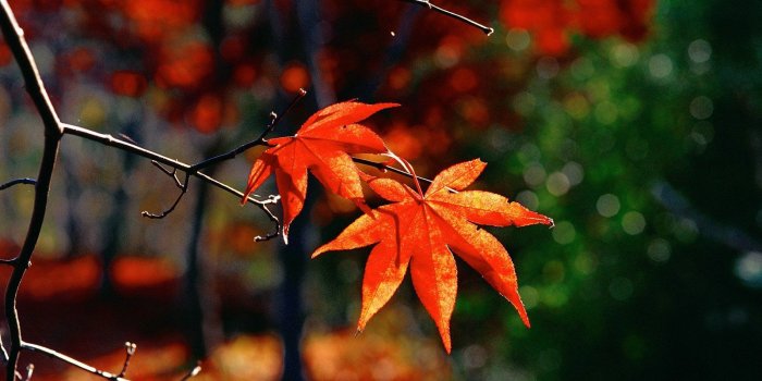 1600x1200 Wallpaper's Collection: «Autumn Leaves Wallpapers»