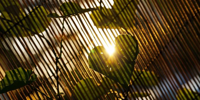 1920x1229 Heart Shape Leave, HD Nature, 4k Wallpapers, Images, Backgrounds, Photos  and Pictures