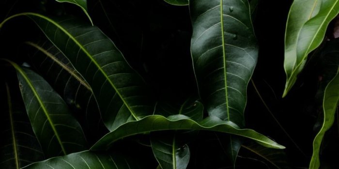 938x1668 Leaves iPhone Wallpapers - Top Free Leaves iPhone Backgrounds -  WallpaperAccess