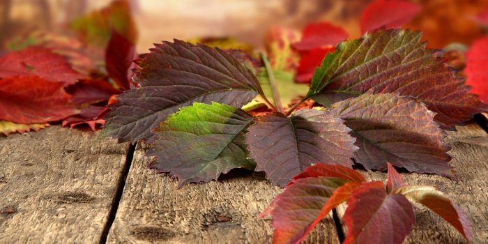 3840x2160 Leave 4K wallpapers for your desktop or mobile screen free and easy to  download