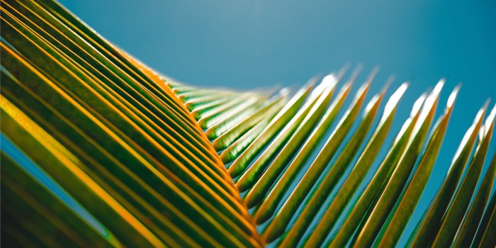 2560x1600 Palm Leave MacBook Air Wallpaper Download | AllMacWallpaper