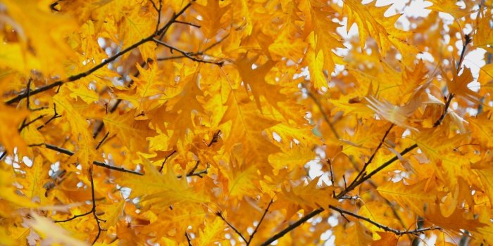 1920x1200 Leave 4K wallpapers for your desktop or mobile screen free and easy to  download