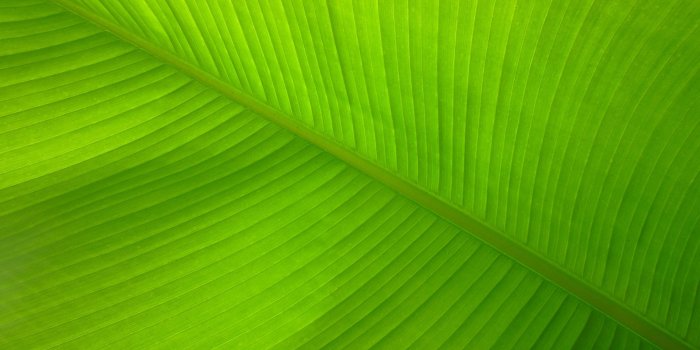 2560x1440 banana leave Wallpaper #331 · Wallpapers