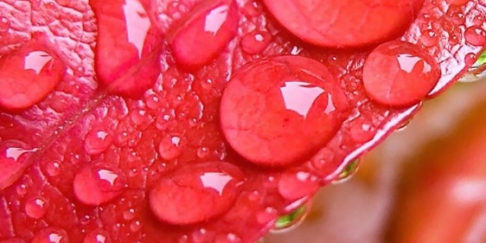 1080x1920 Water Drop On Leave iPhone 8 Wallpapers Free Download