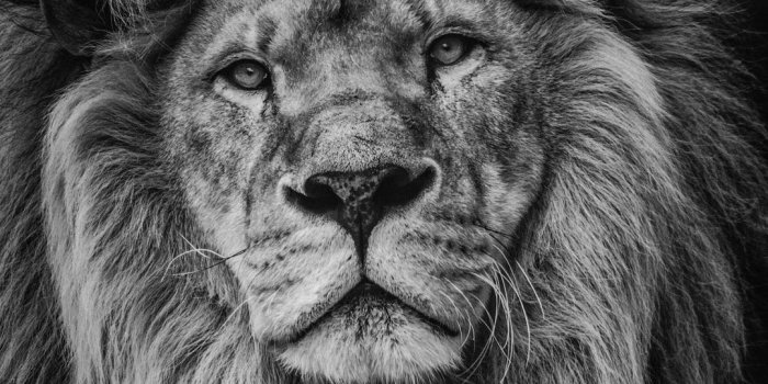 1080x1585 Lion Wallpapers: Free HD Download [500+ HQ] | Unsplash