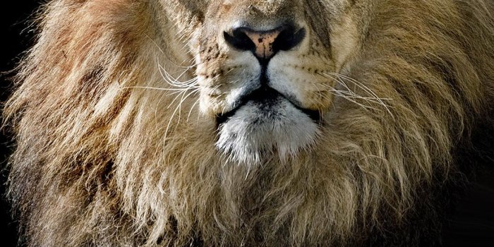 1080x1920 Lion Wallpaper Android - KoLPaPer - Awesome Free HD Wallpapers