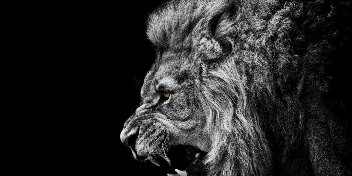 1920x1200 Black Lion Wallpapers