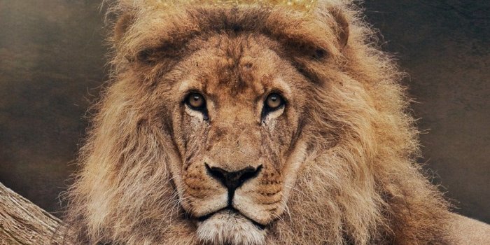 1080x1920 King Lion Wallpaper - KoLPaPer - Awesome Free HD Wallpapers