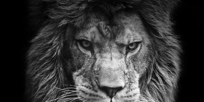 2448x2448 Black Lion Wallpapers - Top Free Black Lion Backgrounds - WallpaperAccess