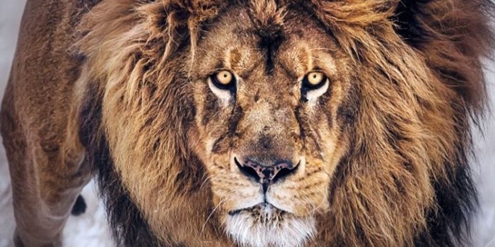 750x1334 Lion wallpaper - to see more click on image #iphone6 #wallpaper #lion |  Animals wild, Animals beautiful, Animals