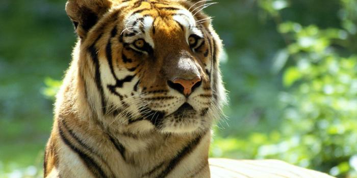 1600x1200 Moving Animal Wallpapers Group (57+)