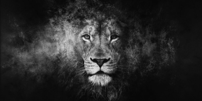 2880x1800 Black and White Lion Wallpapers - Top Free Black and White Lion Backgrounds  - WallpaperAccess