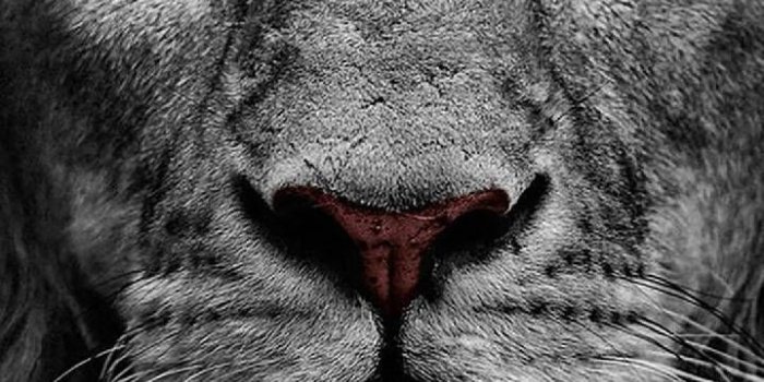 719x1280 Download Leone Wallpaper by DjIcio - 32 - Free on ZEDGE™ now. Browse  millions of popular lion Wallpapers and… | Lion wallpaper, Lion pictures, Lion  wallpaper iphone