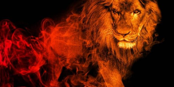 720x1280 Lion Wallpapers - KoLPaPer - Awesome Free HD Wallpapers