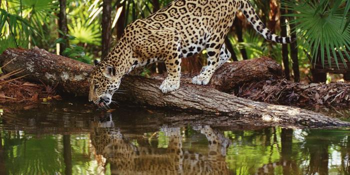 1600x1200 50+] African Animal Wallpaper on WallpaperSafari