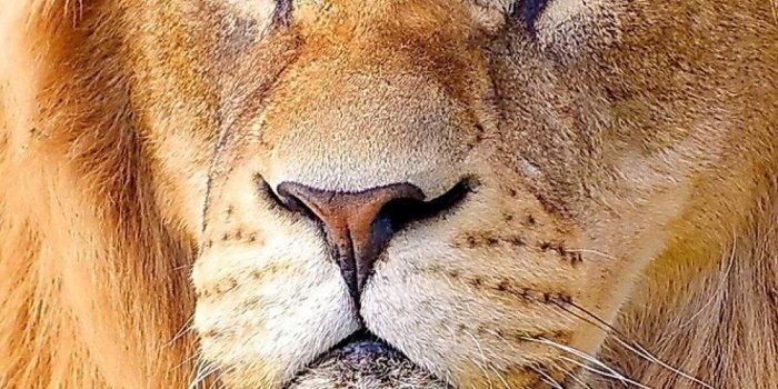 2400x3840 Lion Wallpaper for Mobile - Best Lion Wallpapers for Android - APK Download