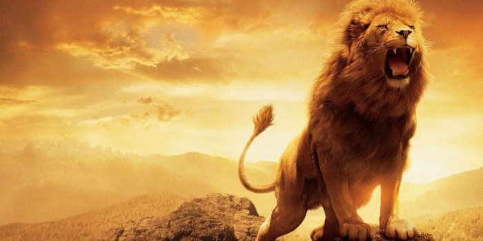 1920x1200 1920x1080 Lion Wallpapers HD
