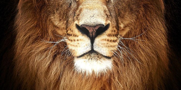 1125x2436 Lion Wallpaper one of the most beautiful wallpapers ever. : iphonewallpapers