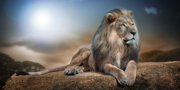1920x1200 Lion Wallpapers - Top Free Lion Backgrounds - WallpaperAccess