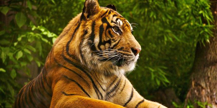 1920x1080 HD Animal Wallpapers 1080p