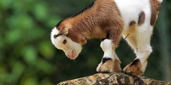 1207x722 Desktop Images, Free Wallpapers, Cute Animals, Animal World, Wallpaper Of  Animals, HD Animal Wallpapers, Large Animal Photos, , 1366x768 - The  Wallpaper