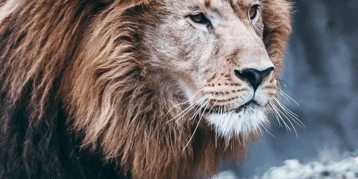 1080x1920 Lion Wallpaper - KoLPaPer - Awesome Free HD Wallpapers