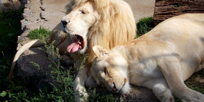 2048x1280 Lion images - Barbara's HD Wallpapers