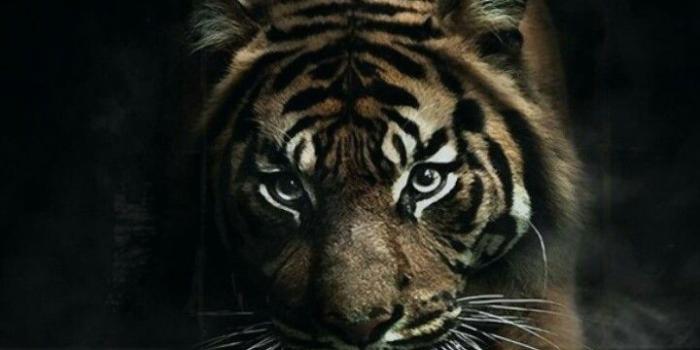 720x1280 Cool Animal iPhone Wallpapers (47+ images) - WallpaperBoat