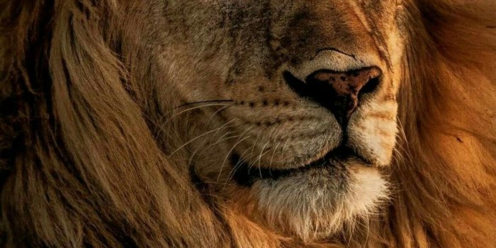 1199x1797 LION WALLPAPERS in 2020 | Lion images, Lion pictures, Lion photography