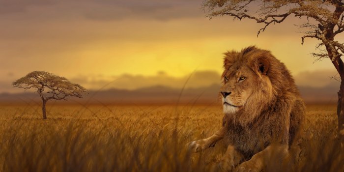 3840x2160 4K Lion Wallpaper - KoLPaPer - Awesome Free HD Wallpapers