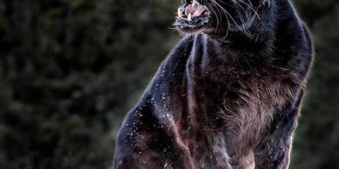 1280x720 Wild Animal Wallpapers, Animal Kingdom, Cool Pets, Desktop Images, Wild  Animals, Wallpaper Of Animals, Hairy Animals, Animality, 1024x883 - The  Wallpaper