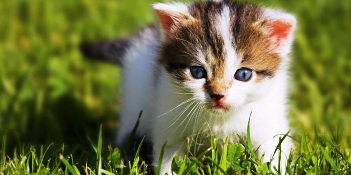 1680x1050 Free download High Resolution Cute Baby Wild Animal Wallpaper HD 6  SiWallpaperHD [1920x1080] for your Desktop, Mobile & Tablet | Explore 76+  Baby Animal Wallpaper | Baby Animal Wallpaper, Baby Animal Backgrounds,  Baby Animal Wallpapers