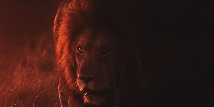 1000x1500 Lion Wallpapers: Free HD Download [500+ HQ] | Unsplash