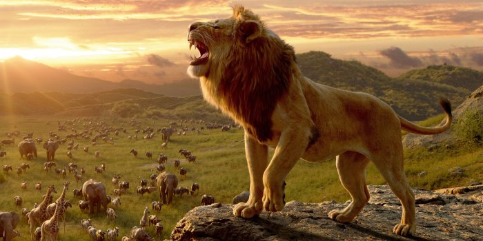 3840x2160 Lion Wallpapers HD and Best of Backgrounds Pictures 1080p ımages