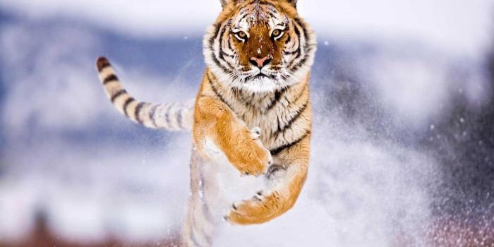 1680x1050 Animal s wallpaper | 1680x1050 | #58024