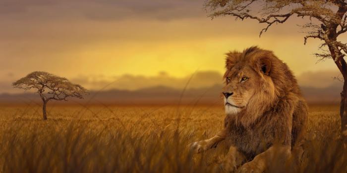 3840x2160 Wallpaper 4k Lion Forest 4k 4k-wallpapers, animals wallpapers, forest  wallpapers, hd-wallpapers, lion wallpapers