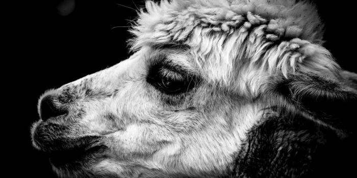 1128x750 11 HD Wallpapers of Cute Animals to Lighten Your Day